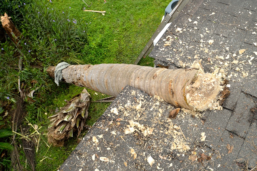 Fallen tree trunk resting across a damaged shingle roof